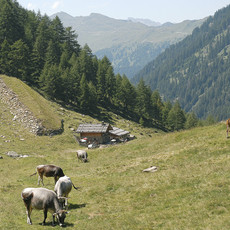 Wanser Alm