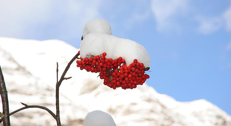 Vogelbeeren