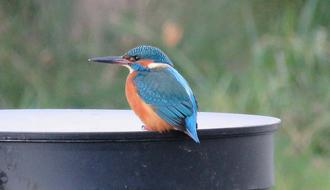 Eisvogel, Fischzucht Schiefer