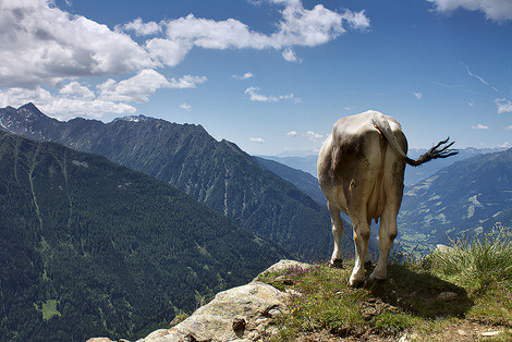 Kuh, Passeiertal